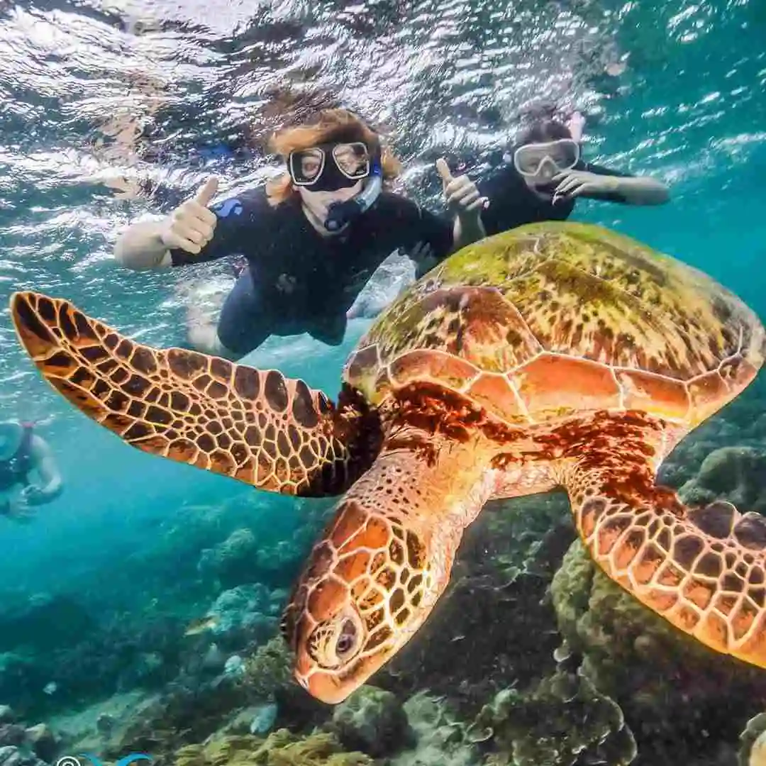 Two girls snorkelling smiles at the camera with thumbs up as a turtle swims in front of her in the ocean