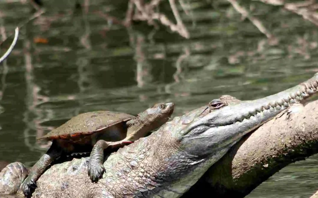 Crocodiles in Kuranda