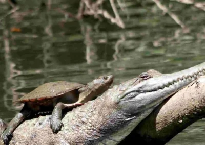 Crocodiles in Kuranda