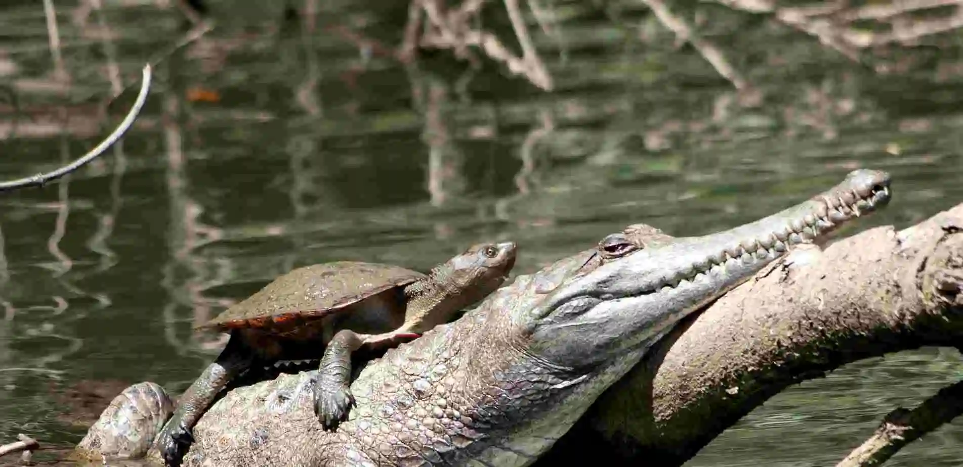 A turtle sits on the back of a freshwater crocodile