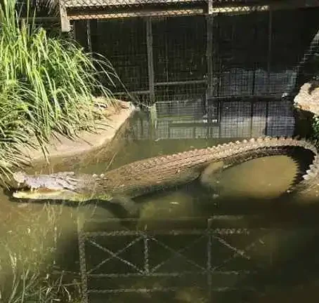 A saltwater crocodile is just submerged in the water