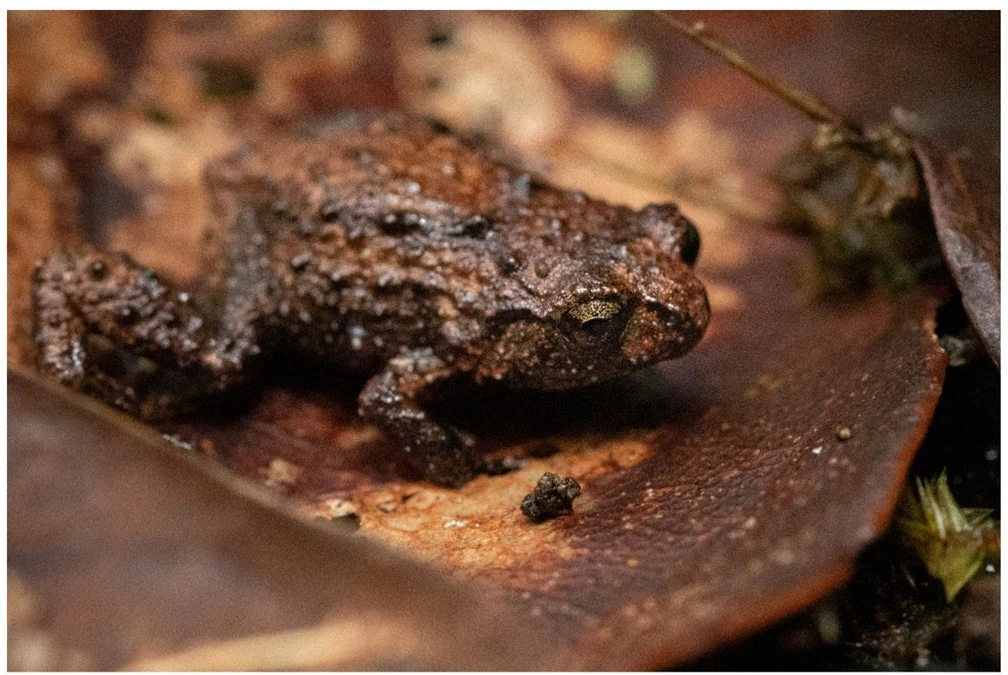 A small frog in shades of brown sits upon a leaf, camouflaged in its surroundings.