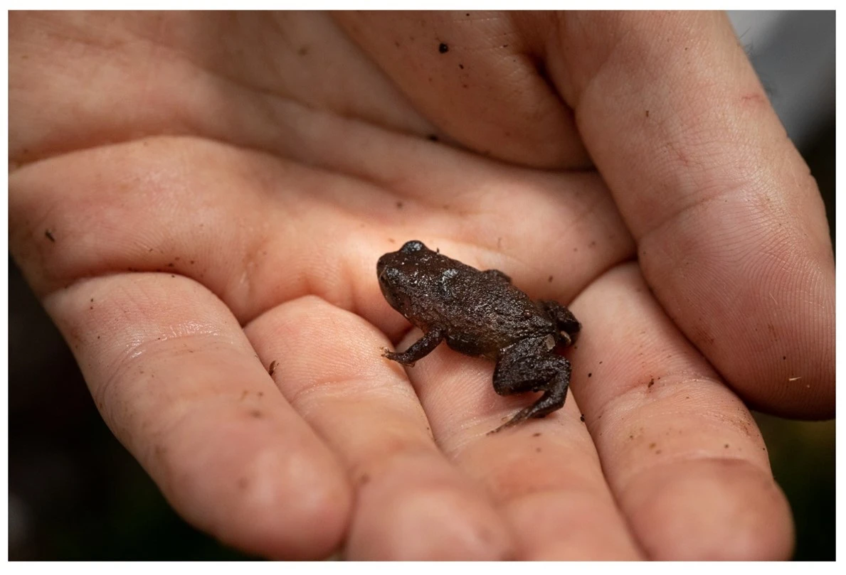 A tiny brown frog roughly 3-4cm sits in the palm of a hand